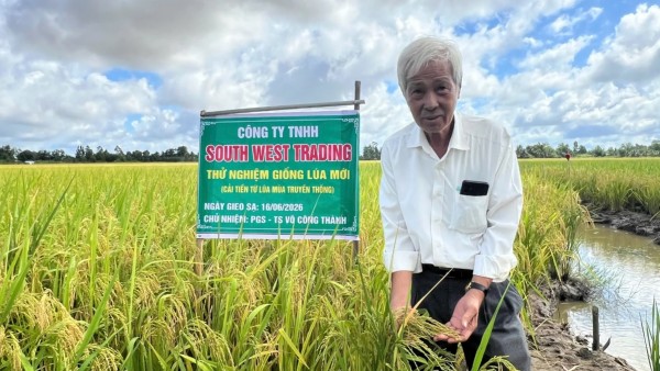 An Giang: Ra mắt giống lúa mới, chịu mặn, năng suất vượt trội